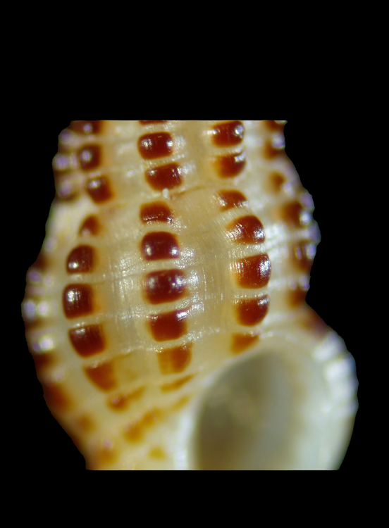 Chauvetia?